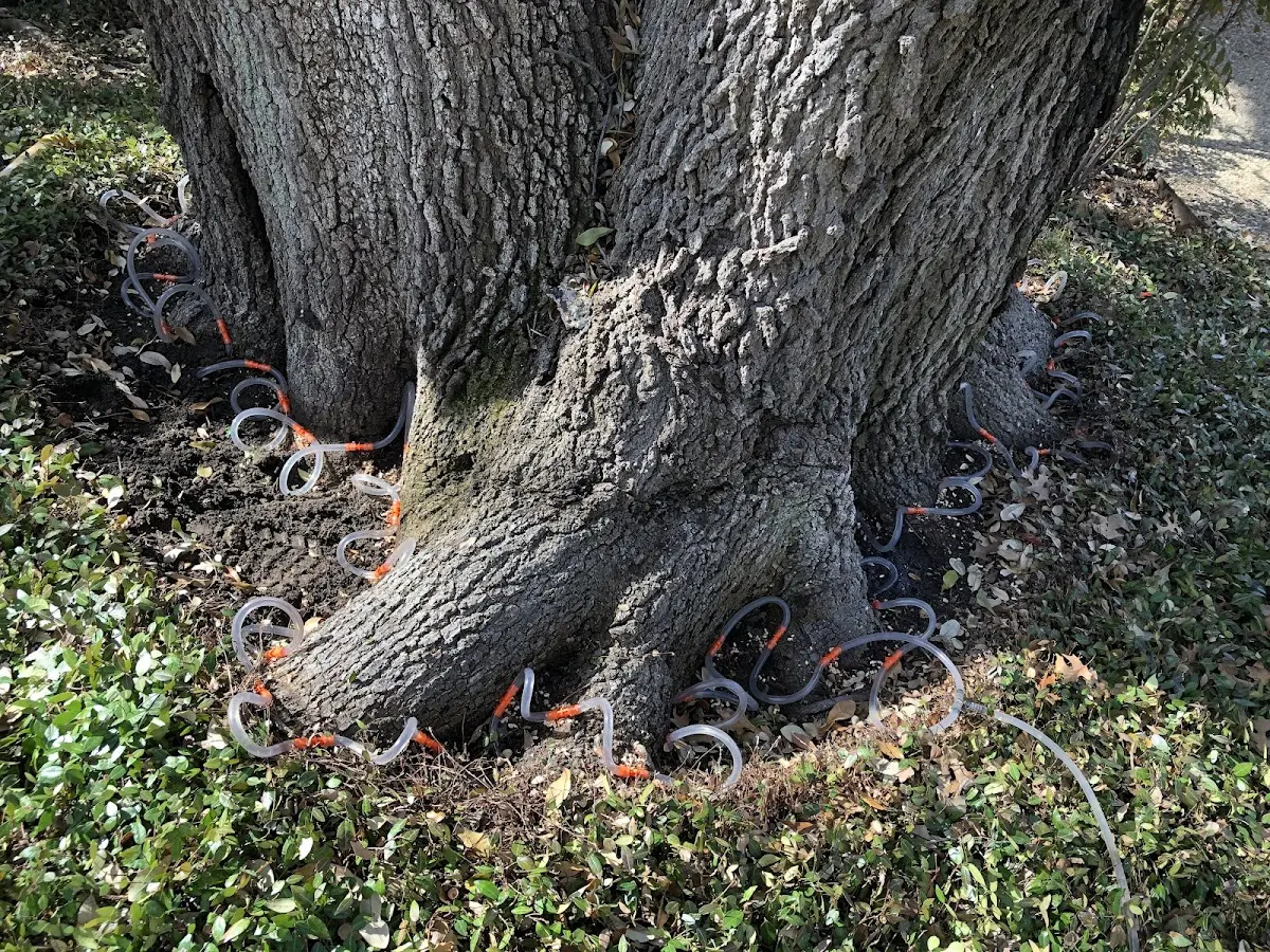 Detailed Tree Cabling and Bracing job site in Pilot Knob