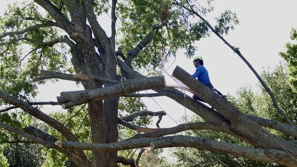 Professional Crown Thinning performed by certified arborists in Pilot Knob